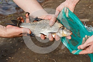 Freshly caught fish bream closeup in the male hands.