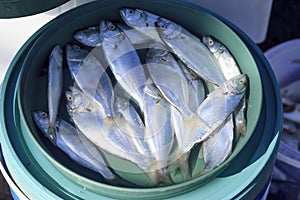 Freshly caught fish in a bucket of water at the Istanbul