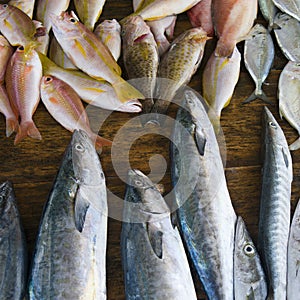 Freshly caught fish on the counter