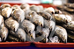 Freshly caught fish on the counter of a fishmonger in Kuala Lumpur, Malaysia. The catch of the day from the morning is sold fresh