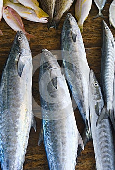 Freshly caught fish on the counter. Street market. Vertical photo