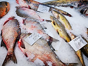 Freshly caught fish on ice