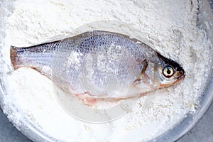 Freshly caught fish lies in flour in a pan