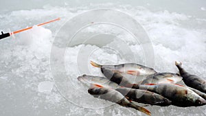 The freshly caught fish lies on the ice.