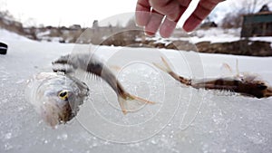 The freshly caught fish lies on the ice.