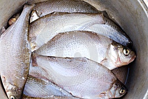 Freshly caught fish lies in a pan
