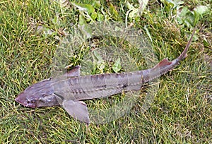 Freshly caught freshwater Siberian sturgeon lies on the grass