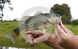 A freshly caught large mouth bass