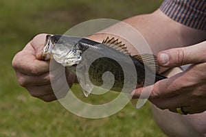 A freshly caught large mouth bass