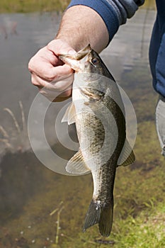 A freshly caught large mouth bass