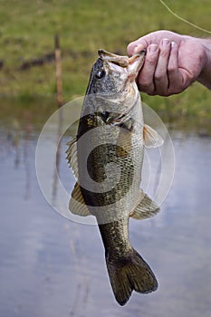 A freshly caught large mouth bass