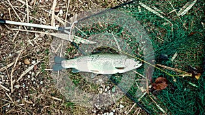 Freshly caught large trout and landing net