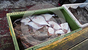 Freshly caught live Flounders. Fishing in Baltic sea. Basket full of European flounder