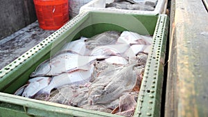 Freshly caught live Flounders. Fishing in Baltic sea. Basket full of European flounder