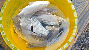 Freshly caught live freshwater river fish in a plastic yellow bowl