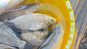 Freshly caught live freshwater river fish in a plastic yellow bowl