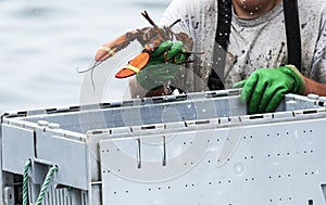Maine Lobster being sorted into bins at the end of the day photo