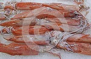 Freshly caught loligo squid on crushed ice on display for sale at fish market