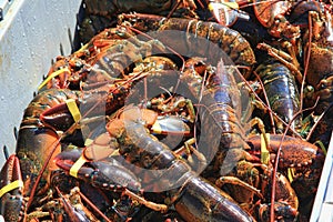 Freshly Caught Maine Lobster