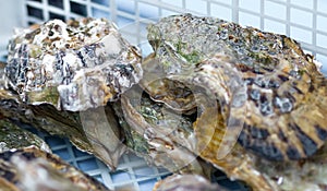 Freshly caught oysters in a box on the market. Fishing and sale of seafood