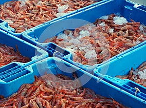 Freshly caught Prawns caught fresh straight from a fishing boat photo