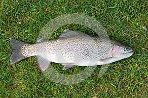 Freshly caught rainbow trout