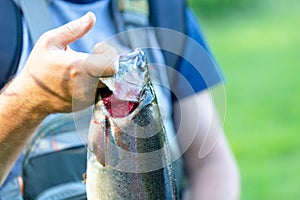 a freshly caught rainbow trout presented by an trout angler, fisherman holding the fish by the gills