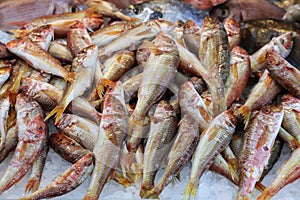 Freshly caught red mullet fishes or Mullus barbatus on the counter in a greek fish shop.