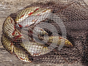 Freshly caught river rudd fishes on wooden background. Just caught rudd lying on fishing net.