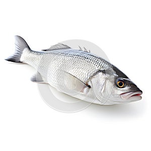 Freshly caught Sea Bass Fresh Fish on a White Background by Generative AI
