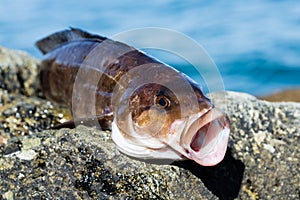 Freshly caught sea fish bass perch