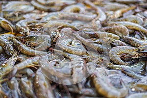 Freshly caught shrimp on the counter of a fishmonger in Kuala Lumpur, Malaysia. The catch of the day from the morning is sold