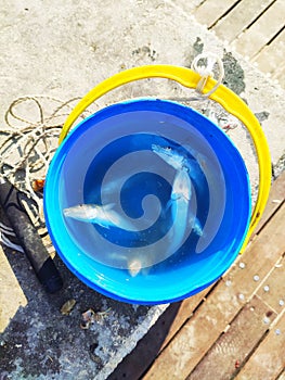 freshly caught small fish in a bucket while fishing