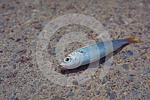 A freshly caught small sea fish lies on a stone embankment