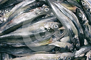 Freshly caught smelt is neatly stacked in a pile