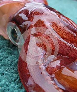 Freshly caught squid