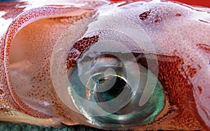 Freshly caught squid