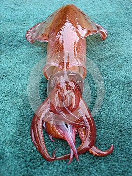 Freshly caught squid