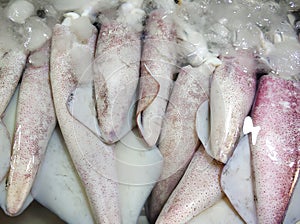 Freshly caught squid on the counter at the fish market
