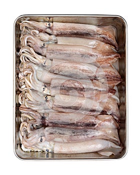 Freshly caught squid