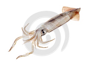 Freshly caught squid thats shinny