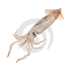 Freshly caught squid thats shinny photo