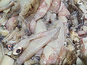 freshly caught squids