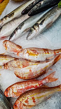 Freshly caught striped red mullet on ice for sale at fish market