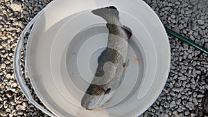 Freshly caught trout fish lies in a bucket of water