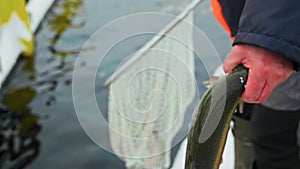 A freshly caught trout in the fisherman hand in close-up. A net in the background. Fishery, salmon farming, aquaculture