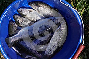 Freshly caught trout fishes in blue plastic bucket, closeup detail, sun shines on rainbow skin