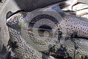 Freshly caught trout fishes, closeup detail, sun shines on rainbow skin