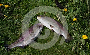 Freshly caught trout fishes on green grass