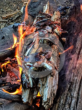 Freshly Caught Trout Guts, Tails and Heads Burning in Campfire